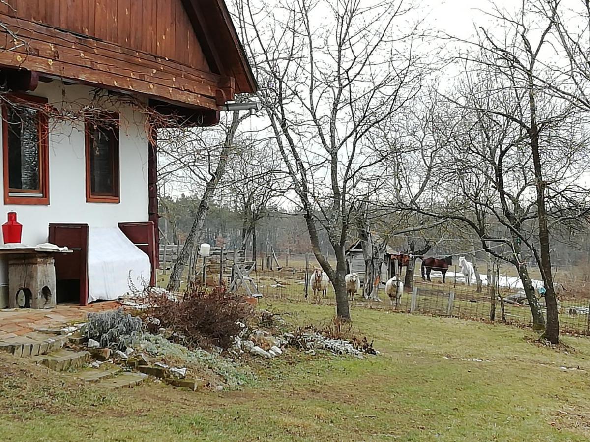 Hotel Fecskefeszek Vendeghaz Őriszentpéter Exterior foto